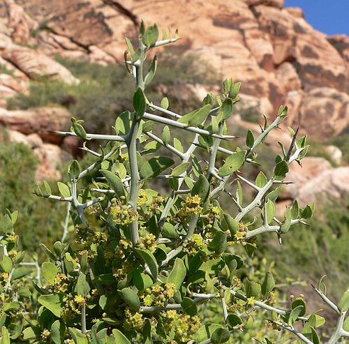 Ziziphus obtusifolia